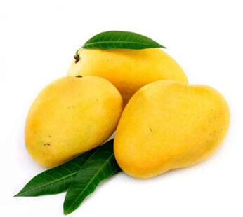 Mango Badami : 4 Pieces (Approx. 1.20 kg – 1.35 kg)